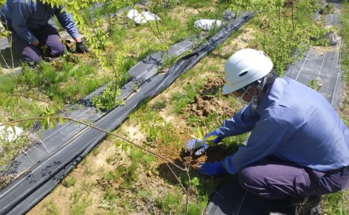 Disaster prevention afforestation in Minamisoma, Fukushima prefecture