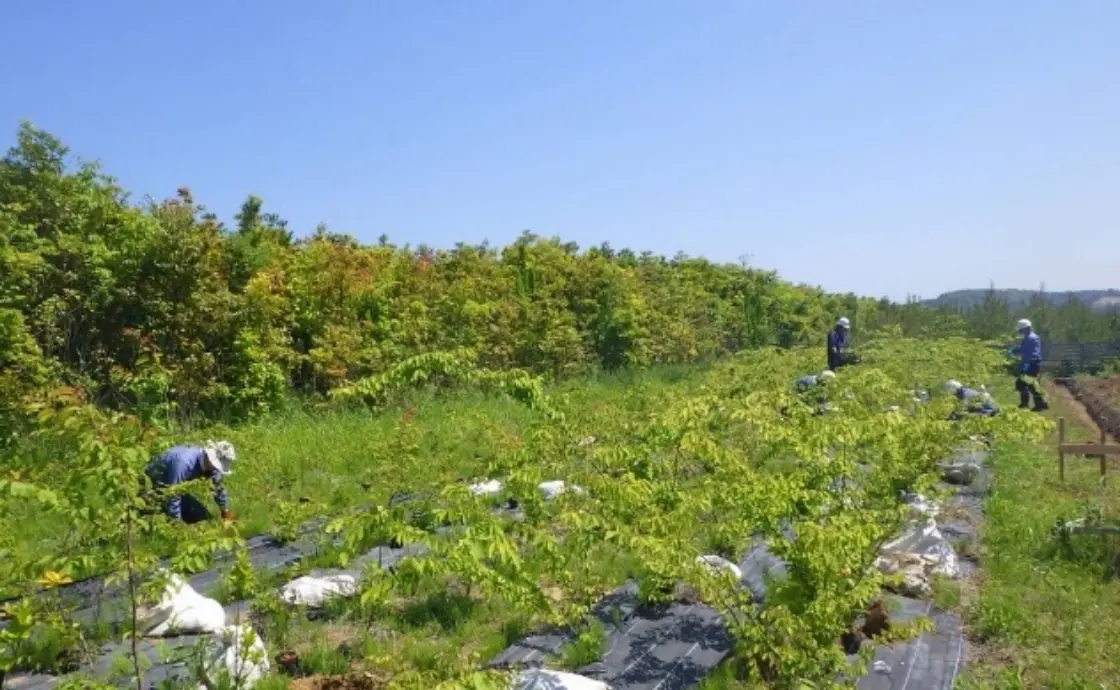 Disaster prevention afforestation in Minamisoma, Fukushima prefecture