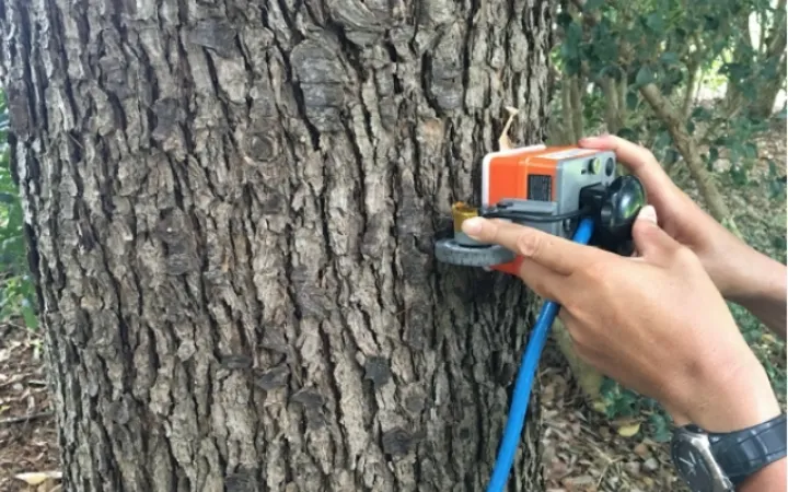 Tree health diagnosis technology