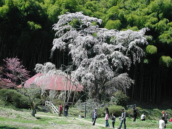 雪村桜
