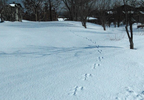 何の足跡でしょう?