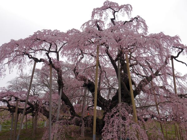 滝桜