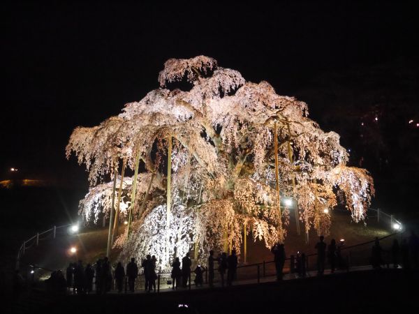 滝桜