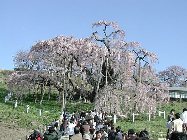 滝桜